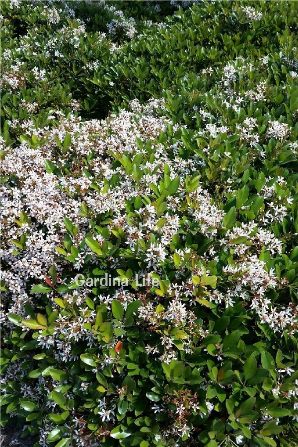 Hint Alıcı Fidanı Limon Kokulu ( Rhaphiolepis Indica )