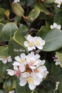 Hint Alıcı Fidanı Limon Kokulu ( Rhaphiolepis Indica ) - Thumbnail