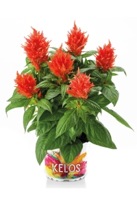 Horoz Ibiği Fidesi 10 Adet Celosia Fire Orange - Thumbnail