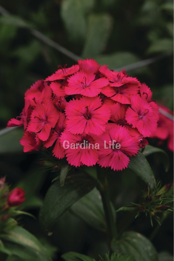 Hüsnü Yusuf Çiçeği Fidesi 1 Adet Magenta (Dianthus Barbatus)