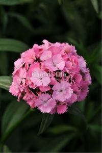 Hüsnü Yusuf Çiçeği Fidesi 1 Adet Pink (Dianthus Barbatus) - Thumbnail