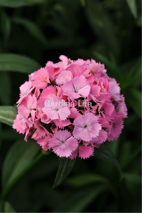 Gardinalife - Hüsnü Yusuf Çiçeği Fidesi 1 Adet Pink (Dianthus Barbatus)