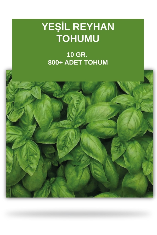 Italyan Fesleğen Tohumu 10 gram ( Yeşil Reyhan ) 800 Tohum