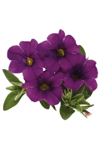 Kalibroşa Milyon Çanlar Çiçeği Fidesi Calibrachoa Dark Lavender 1 Adet - Thumbnail