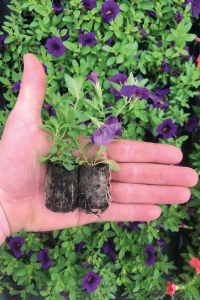 Kalibroşa Milyon Çanlar Çiçeği Fidesi Calibrachoa Dark Lavender 1 Adet - Thumbnail