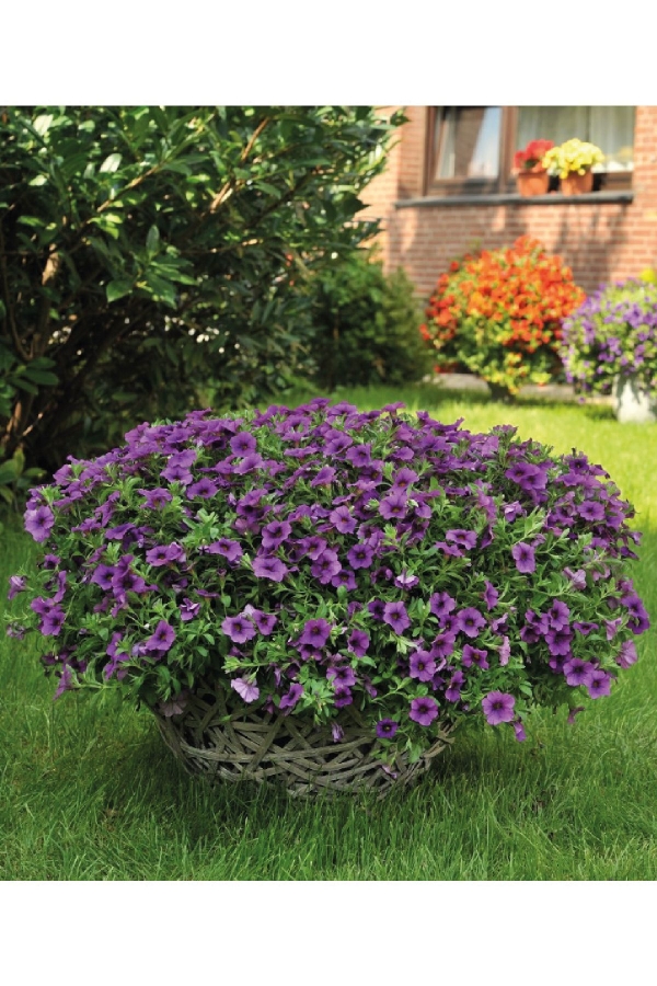 Gardinalife - Kalibroşa Milyon Çanlar Çiçeği Fidesi Calibrachoa Dark Lavender 1 Adet