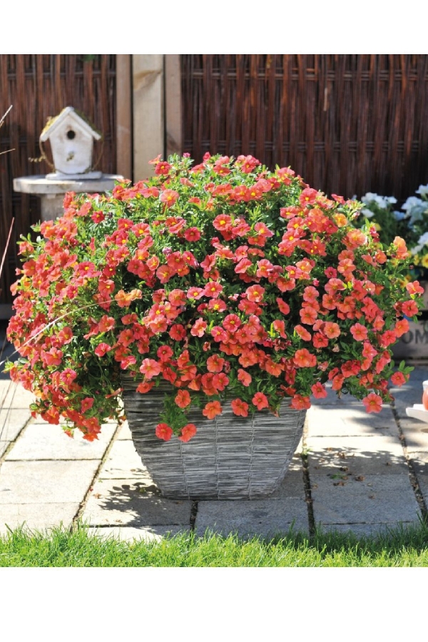 Kalibroşa Milyon Çanlar Çiçeği Fidesi Calibrachoa Mandarin 1 Adet