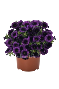 Kalibroşa Milyon Çanlar Çiçeği Fidesi Calibrachoa Midnight Purple 1 Adet - Thumbnail