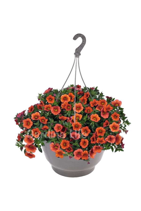 Gardinalife - Kalibroşa Milyon Çanlar Çiçeği Fidesi Calibrachoa Orange Aloha Classic 1 Adet