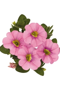 Kalibroşa Milyon Çanlar Çiçeği Fidesi Calibrachoa Soft Pink 1 Adet - Thumbnail