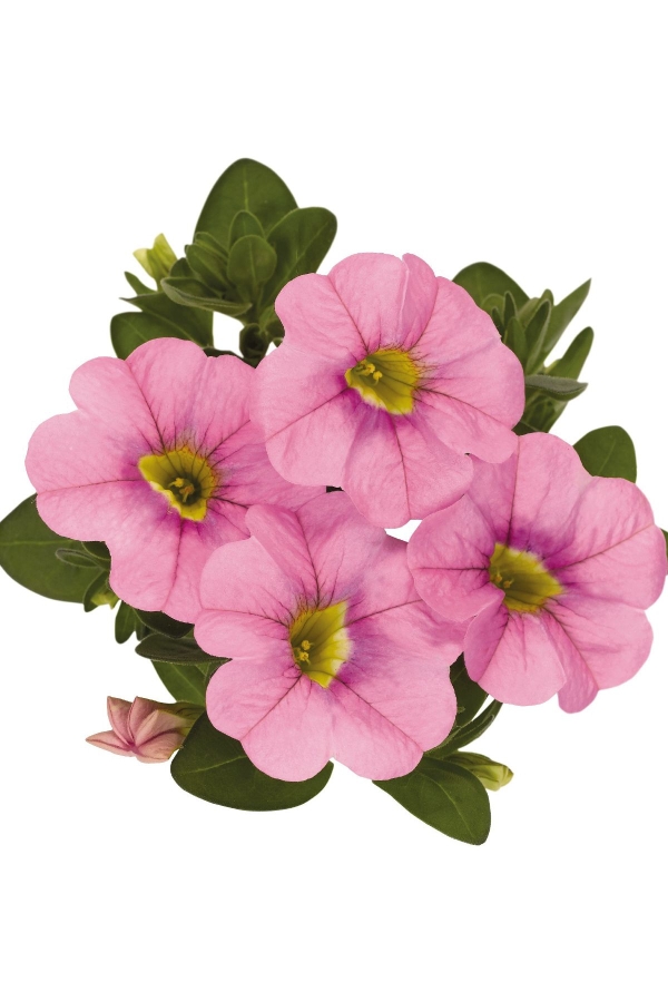 Kalibroşa Milyon Çanlar Çiçeği Fidesi Calibrachoa Soft Pink 1 Adet