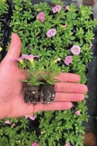 Kalibroşa Milyon Çanlar Çiçeği Fidesi Calibrachoa Soft Pink 1 Adet - Thumbnail