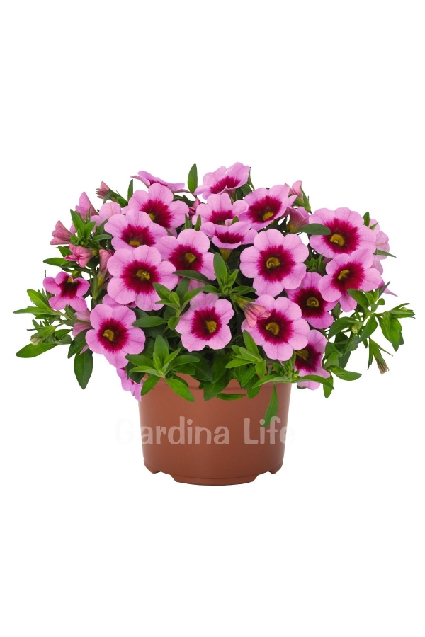 Gardinalife - Kalibroşa Milyon Çanlar Çiçeği Fidesi Calibrachoa Tiki Pink 1 Adet