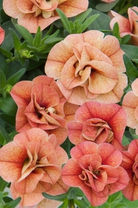 Kalibroşa Milyon Çanlar Çiçeği Fidesi Karmetli Calibrachoa Double Apricot 1 Adet 10 Cm Saksıda - Thumbnail