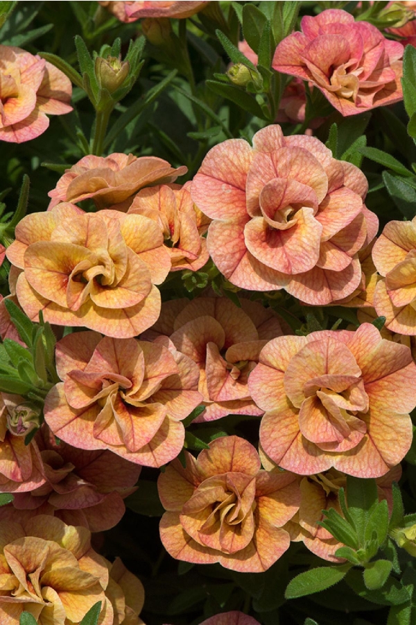 Kalibroşa Milyon Çanlar Çiçeği Fidesi Karmetli Calibrachoa Double Apricot 1 Adet 10 Cm Saksıda