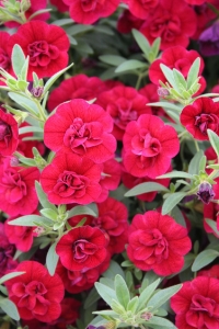 Kalibroşa Milyon Çanlar Çiçeği Fidesi Karmetli Calibrachoa Double Fuchsia Red 1 Adet - Thumbnail