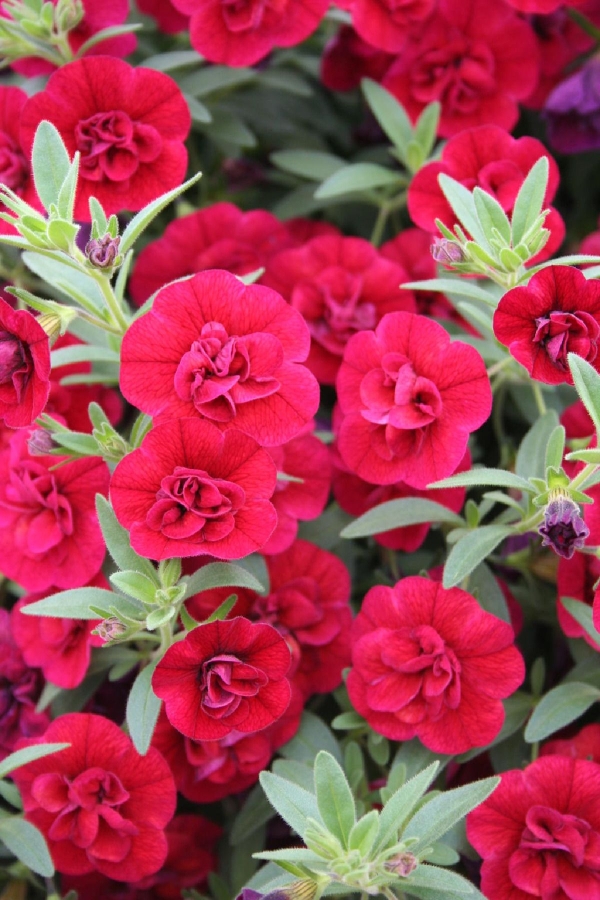 Kalibroşa Milyon Çanlar Çiçeği Fidesi Karmetli Calibrachoa Double Fuchsia Red 1 Adet