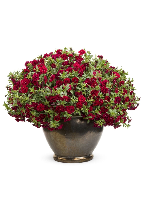 Gardinalife - Kalibroşa Milyon Çanlar Çiçeği Fidesi Karmetli Calibrachoa Double Fuchsia Red 1 Adet