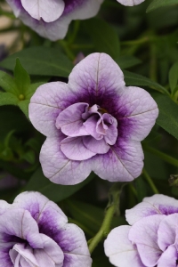 Kalibroşa Milyon Çanlar Çiçeği Fidesi Katmerli Calibrachoa Double Blue Bicolor 1 Adet - Thumbnail