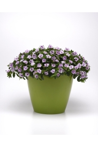 Kalibroşa Milyon Çanlar Çiçeği Fidesi Katmerli Calibrachoa Double Blue Bicolor 1 Adet - Thumbnail