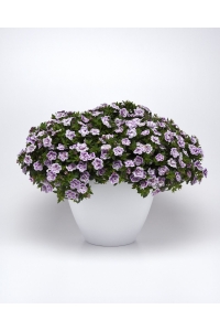 Kalibroşa Milyon Çanlar Çiçeği Fidesi Katmerli Calibrachoa Double Blue Bicolor 1 Adet - Thumbnail