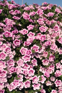 Kalibroşa Milyon Çanlar Çiçeği Fidesi Katmerli Calibrachoa Double Pink Bicolor 1 Adet - Thumbnail