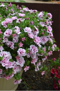 Kalibroşa Milyon Çanlar Çiçeği Fidesi Katmerli Calibrachoa Double Pink Bicolor 1 Adet - Thumbnail