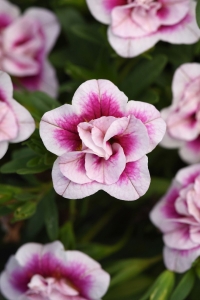 Kalibroşa Milyon Çanlar Çiçeği Fidesi Katmerli Calibrachoa Double Pink Bicolor 1 Adet - Thumbnail