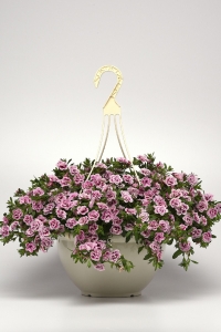 Kalibroşa Milyon Çanlar Çiçeği Fidesi Katmerli Calibrachoa Double Pink Bicolor 1 Adet - Thumbnail