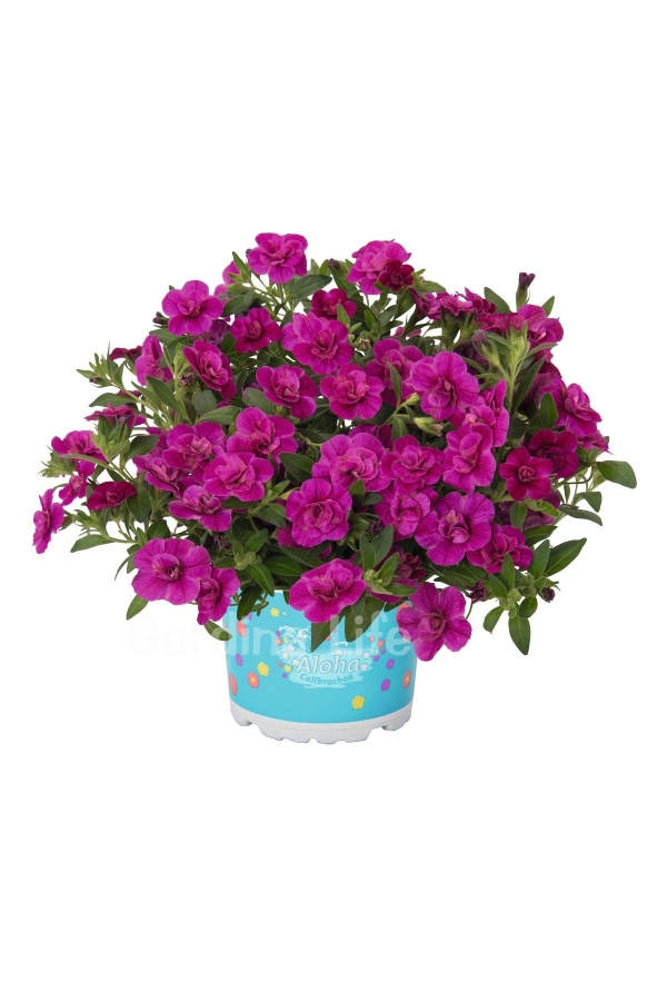 Gardinalife - Kalibroşa Milyon Çanlar Çiçeği Fidesi Katmerli Calibrachoa Double Purple 1 Adet