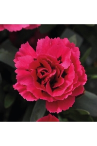 Karanfil Fidesi Kokulu Cherry Pink 1 Adet ( Dianthus ) - Thumbnail