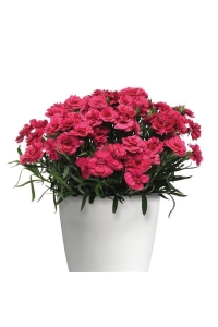 Karanfil Fidesi Kokulu Cherry Pink 1 Adet ( Dianthus ) - Thumbnail