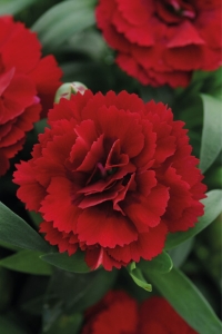 Karanfil Fidesi Kokulu Dianthus Dark Red 1 Adet ( Dianthus ) - Thumbnail