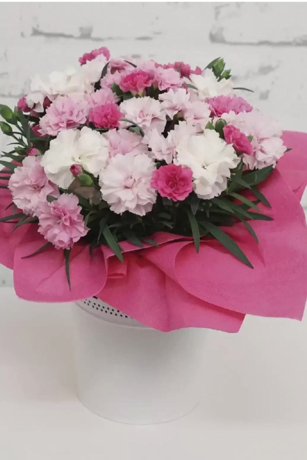 Karanfil Fidesi Kokulu I Love You 1 Adet ( Dianthus )