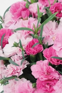 Karanfil Fidesi Kokulu I Love You 1 Adet ( Dianthus ) - Thumbnail