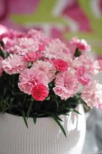 Karanfil Fidesi Kokulu I Love You 1 Adet ( Dianthus ) - Thumbnail