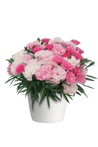 Karanfil Fidesi Kokulu I Love You 1 Adet ( Dianthus ) - Thumbnail