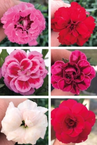 Karanfil Fidesi Kokulu Mix 5 Adet ( Dianthus ) - Thumbnail