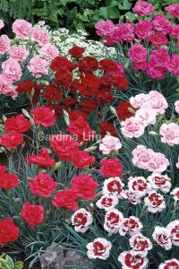 Karanfil Fidesi Kokulu Mix 5 Adet ( Dianthus ) - Thumbnail