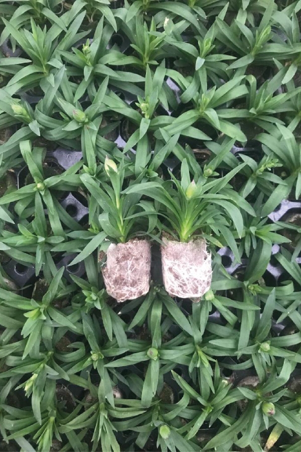 Karanfil Fidesi Kokulu Mix 5 Adet ( Dianthus )