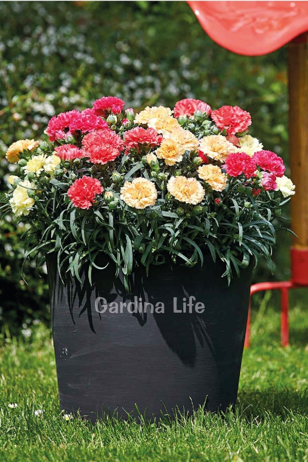 Gardinalife - Karanfil Fidesi Kokulu Mix 5 Adet ( Dianthus )