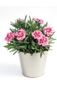 Karanfil Fidesi Kokulu Pink And Purple 1 Adet ( Dianthus ) - Thumbnail