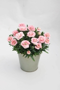 Karanfil Fidesi Kokulu Pink Star 1 Adet ( Dianthus ) - Thumbnail