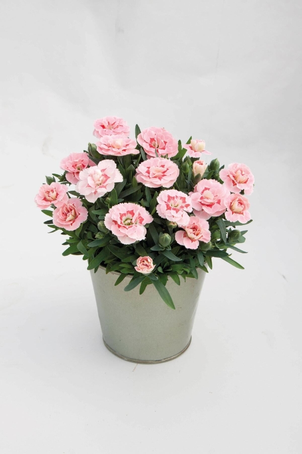 Karanfil Fidesi Kokulu Pink Star 1 Adet ( Dianthus )