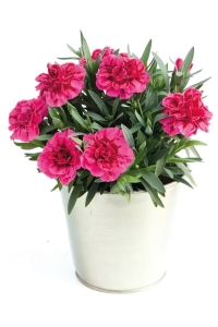 Karanfil Fidesi Kokulu Purple Wings 1 Adet ( Dianthus ) - Thumbnail