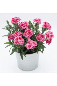 Karanfil Fidesi Kokulu Violet And Pink 1 Adet ( Dianthus ) - Thumbnail