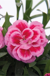 Karanfil Fidesi Kokulu Violet And Pink 1 Adet ( Dianthus ) - Thumbnail