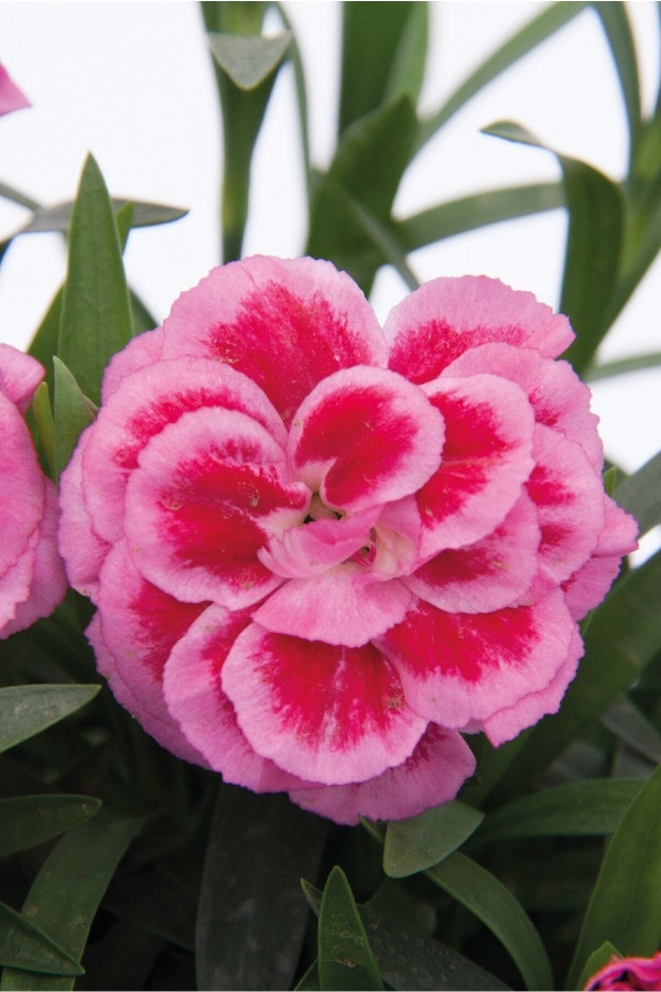 Gardinalife - Karanfil Fidesi Kokulu Violet And Pink 1 Adet ( Dianthus )