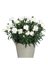 Karanfil Fidesi Kokulu White 1 Adet ( Dianthus ) - Thumbnail