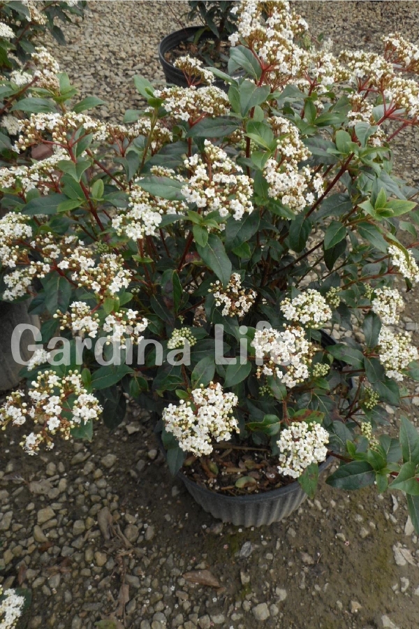 Kartopu Fidanı Parlak Yapraklı ( Viburnum Lucidum )